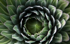 Lobelia1920x12004-10-2012 3_25_29 PM Bing Desktop